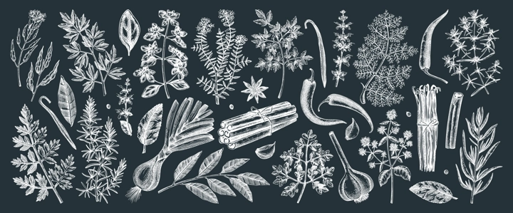 Hand drawn herbs and spices sketches collection. Hand sketched food illustrations on chalkboard. Vintage aromatic plants set in sketch style. Kitchen spice and herbs black and white drawings